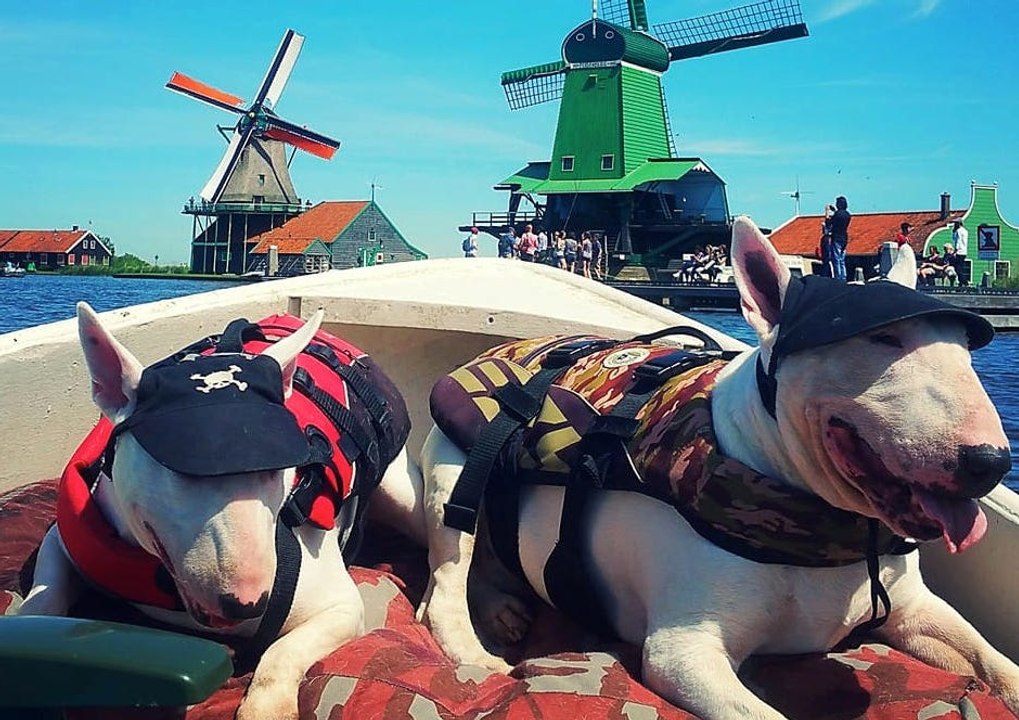 Bull Terriers Cruising in a Boat