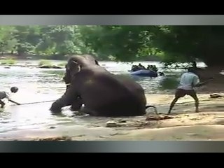 Mahout Tortures Elephant at Dubare Elephant Camp, Madikeri