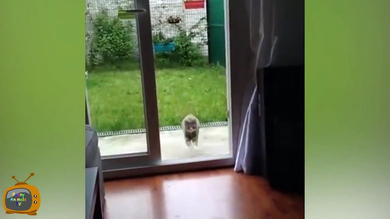 146.Animal Fails November 2015 - Animal Fail Videos - Animal Fails Compilation 2015