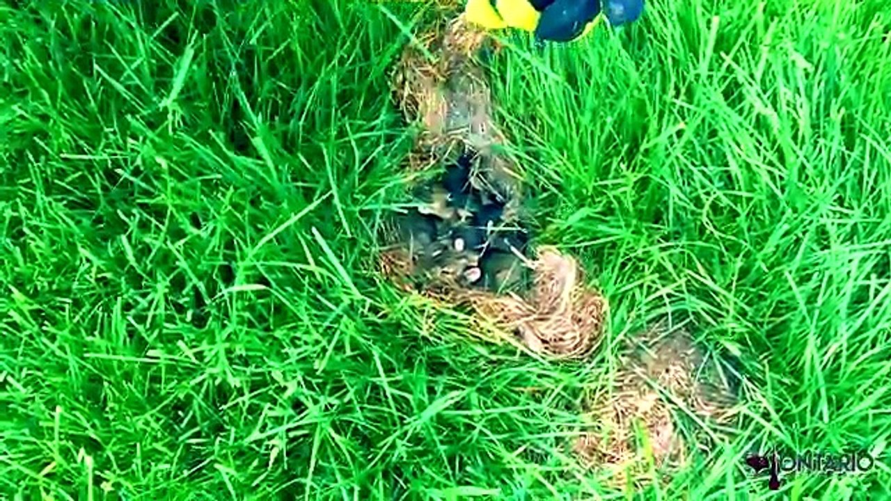 Soyez prudents si vous tombez sur des “trous de gazon” sur votre terrain!