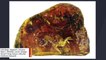 Remarkably ‘Complete’ 99-Million-Year-Old Baby Bird Found Preserved In Amber