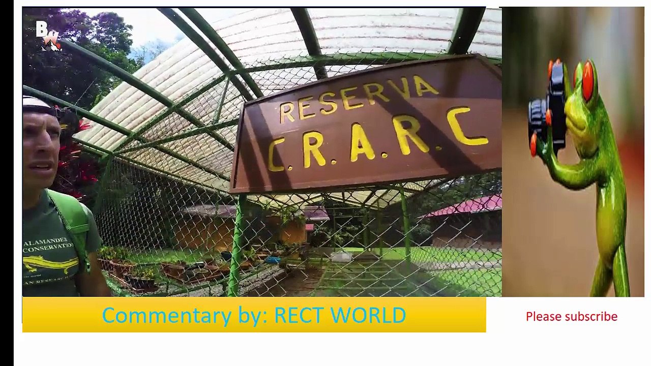 REAR FROG IN THE WORLD