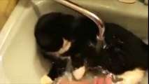 Funny Cats Enjoying Bath _ Cats Th234234