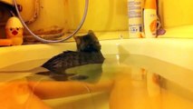 Funny Cats Enjoying Bath _ Cats Thatewrwer