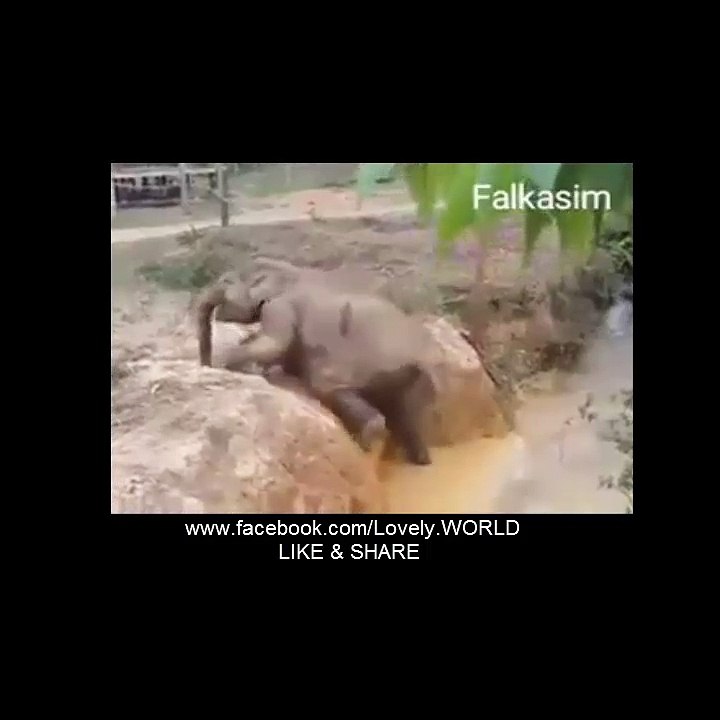 Animals Mercy !!