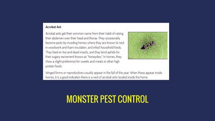 Pest Control Miami - MONSTER PEST CONTROL (786) 488-7235