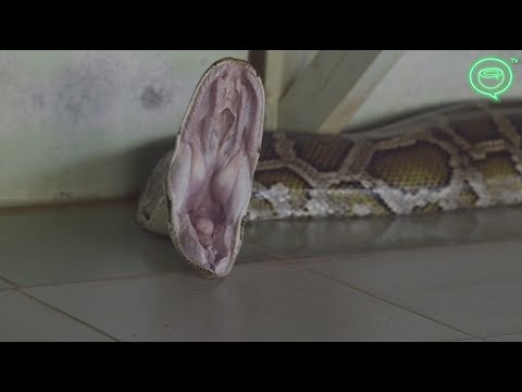 The Python Princess of Bago, Myanmar | Coconuts TV