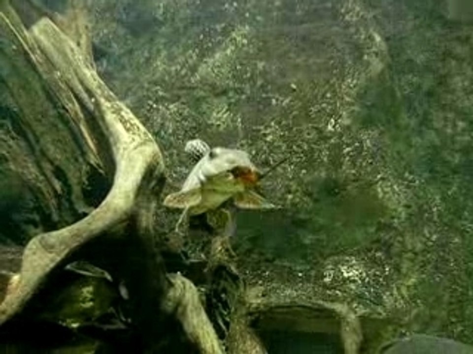 aquarium porte dorée 4