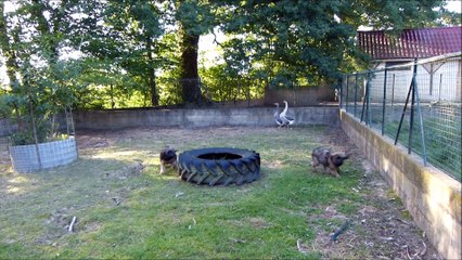 8 juin 2017 Lúcia Nanache Naxos