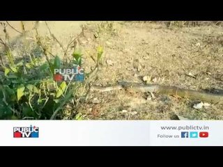 Shocking moment a king cobra eats another cobra in Shivamogga