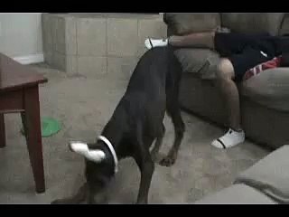 OMG!! The dog what doing!! Most intelligent dog