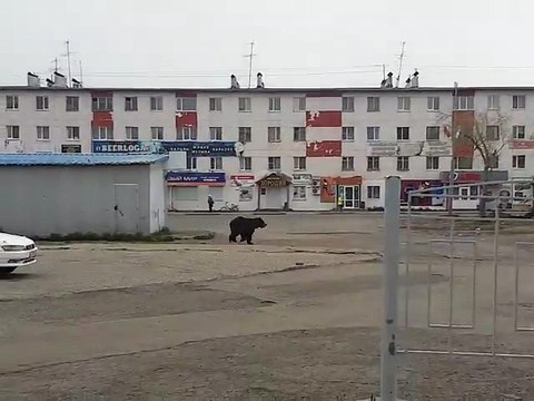 Des policiers obligés de sortir les armes pour faire fuir les ours