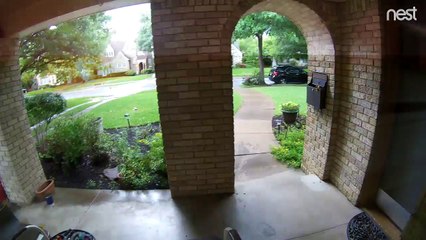 Cet écureuil a eu chaud... La foudre frappe juste à coté de lui