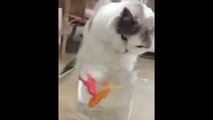 Cute Kitty Plays with Her Toy Fish in a Glass of Water