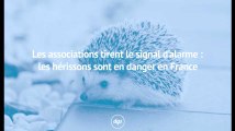 Les associations tirent le signal d’alarme : les hérissons sont en danger en France