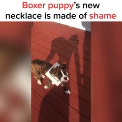 Ce chien a mis sa tête ou il ne fallait pas... Flag