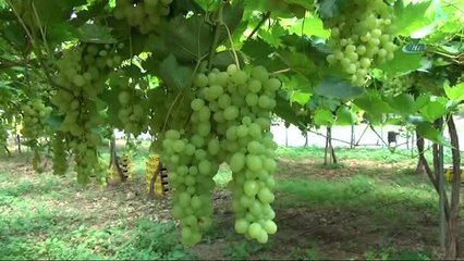 Silifke'de Örtü Altı Üzüm Hasadı Tamamlandı
