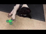Dog Learns to Use Fidget Spinner