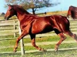 Mon animal préféré...