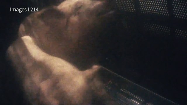 L214 diffuse des images d'un abattoir de porcs à Houdan