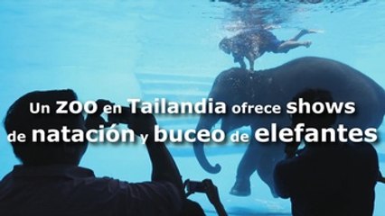 Un zoo en Tailandia ofrece shows de natación y buceo de elefantes
