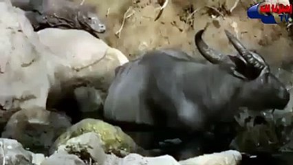 شاهد تنين كومودو المرعب اللى فى برنامج رامز و هو بيهاجم فريسته  اللى قلبه ضعيف مايتفرجش +١٨