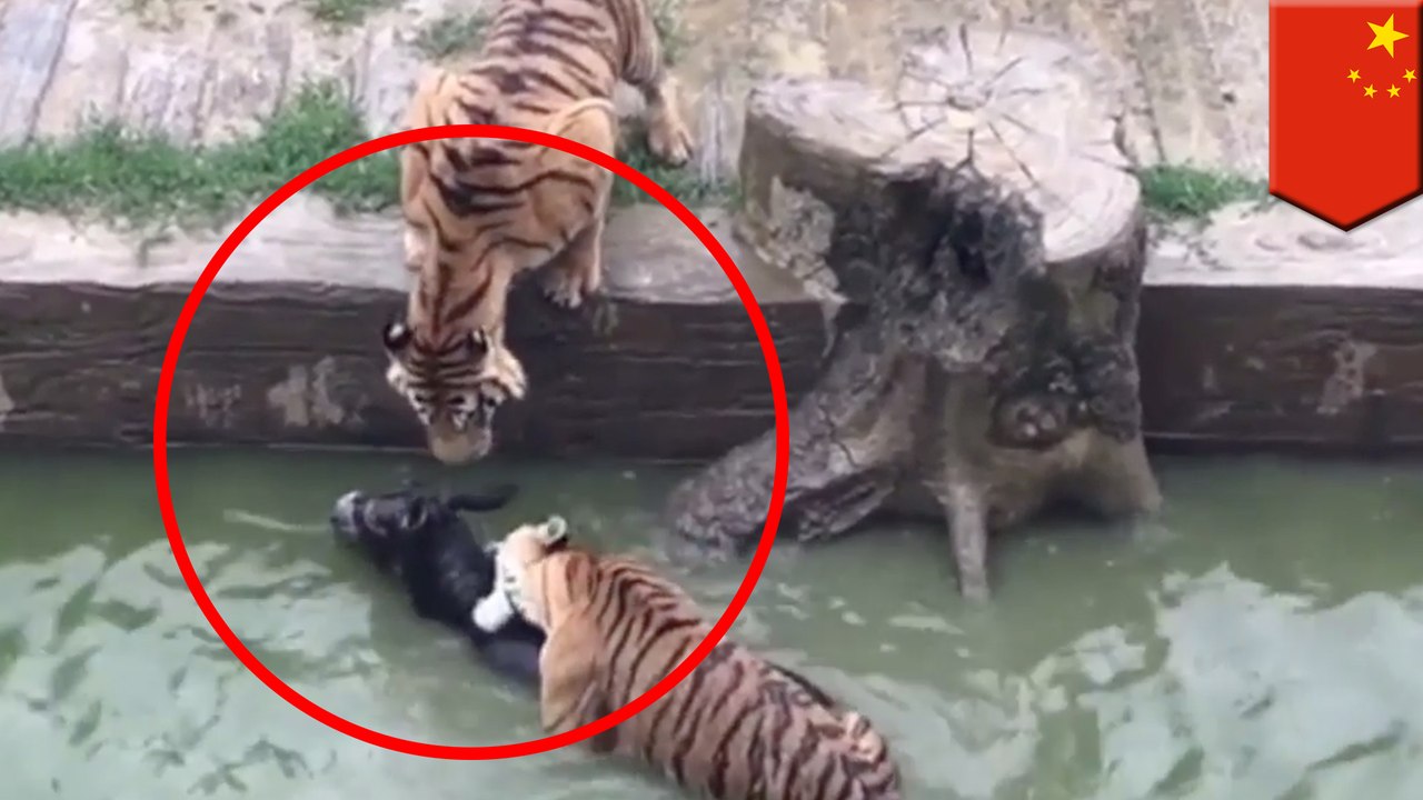 動物園內鬥　股東捉活驢餵老虎