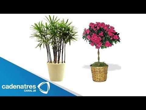 ¿Cuáles son las plantas que son utilizadas por el Feng Shui?