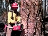 Tree Falling (Wildland Fire Chain Saws Course) - National Wildfire Coordinating Group (1990)