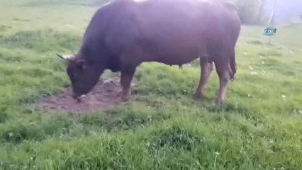 Boğa Güreşlerinin Rakipsiz Boğası 'Aras' Lüks Araç Fiyatına Artvin'den Muğla'ya Satıldı
