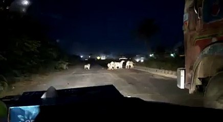 IN INDIA TIGER AT ROAD CROSSING