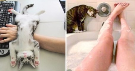 Kedilerin İlgi Çekmek İçin Girdiği 18 Durum