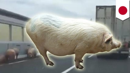 阪神高速でブタ19頭が大脱走　トラック接触事故で