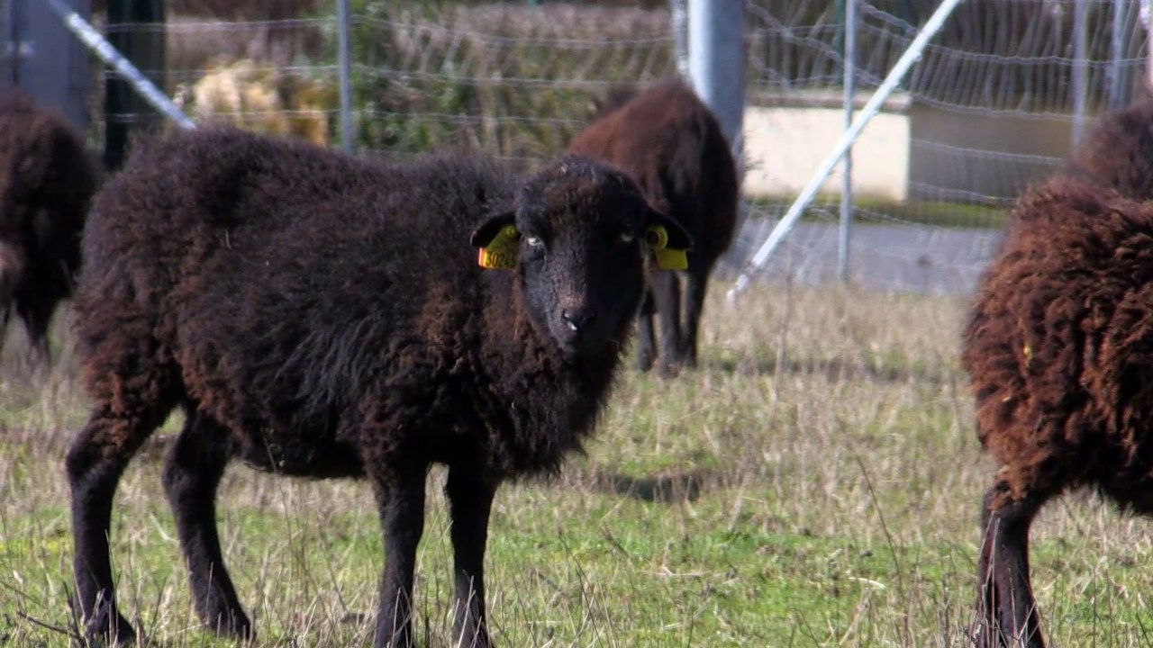 Phénix et Ecomouton