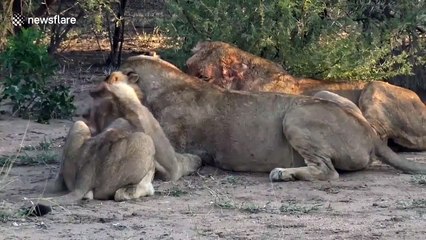 Tension builds as lions 'fight' over warthog kill