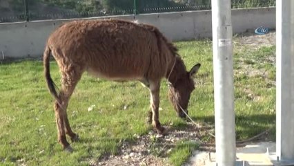 Sahipsiz Eşek 'Mazlum' Yeni Yuvasına Götürüldü