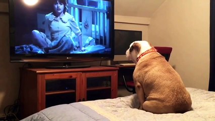 Bulldog Inglês a assistir a um filme de terror - veja a sua reação !!