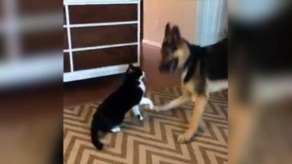 Quand tu n'es pas d'humeur à jouer mais plutôt à faire des câlins !