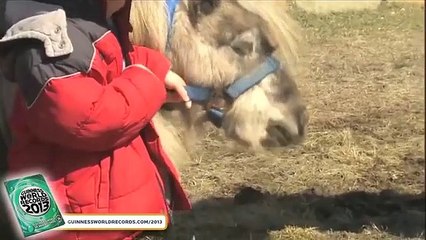 It may look like a normal horse, but it is not. That's why