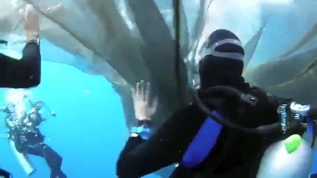 Libération de 4 requins baleines