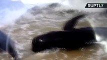 Mutirão se une para salvar baleias encalhadas no Sri Lanka
