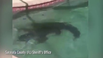 Ils trouvent un alligator de deux mètres dans la piscine de leur maison !