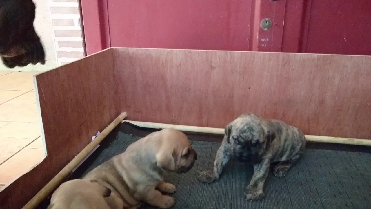 intimidation "guarida del presa" dogo canario