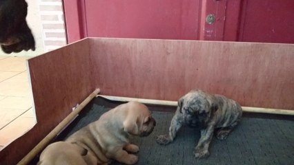 intimidation "guarida del presa" dogo canario