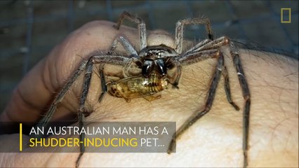 Une araignée géante dévore un criquet sur la main d'un homme