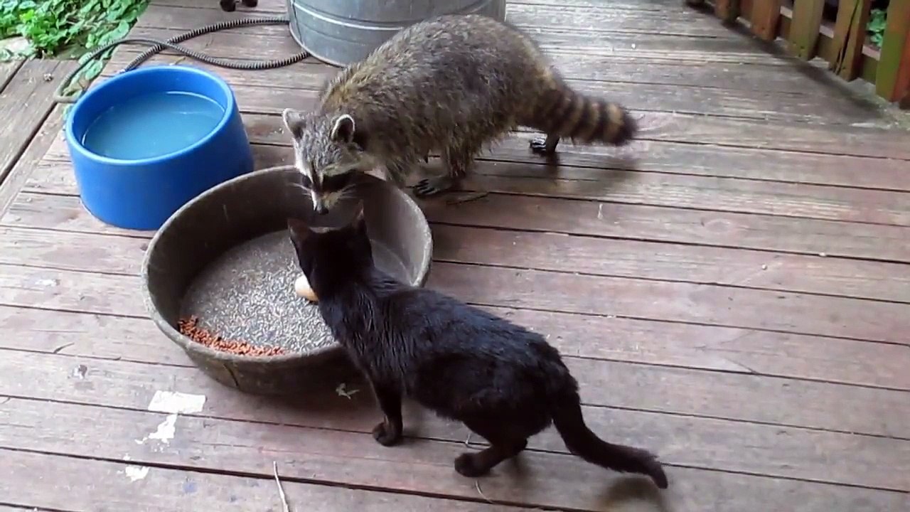 Un chat n'est pas très content contre ce raton laveur !
