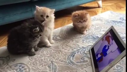 çizgi film izleyen kediler