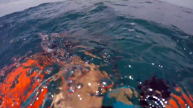 Un requin a attaqué et a mordu une jambe d'un pêcheur en Floride