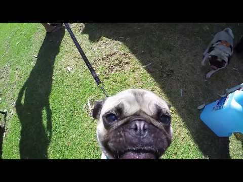 Pugs Get Their Close Up at Pugs in Perth Event