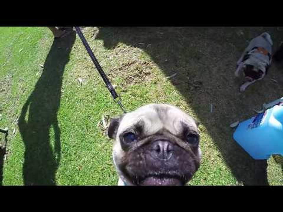 Pugs Get Their Close Up at "Pugs in Perth" Event